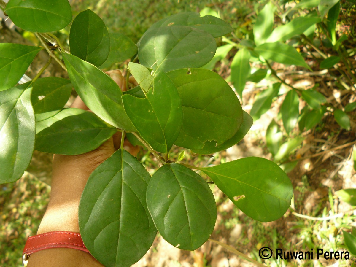 Gmelina philippensis Cham.